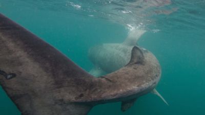 Basking Sharks