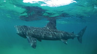 Basking Sharks close encounter on the Isle of Man