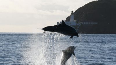 Whales and Dolphins