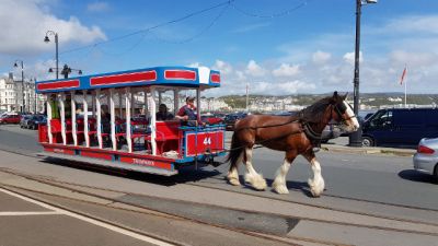 Douglas Horse Trams