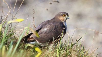 Wildlife & Animal Attractions