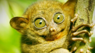 Unique Island Animals